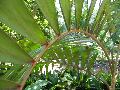 Red feather Palm, Blushing Palm / Chambeyronia macrocarpa